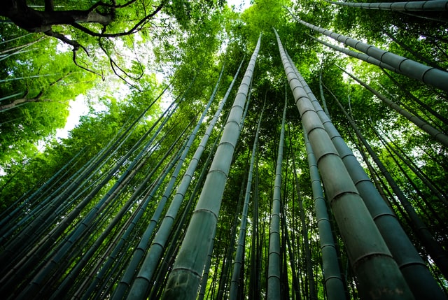 Ways to creatively use Bamboo Sustainable in Your Daily Life